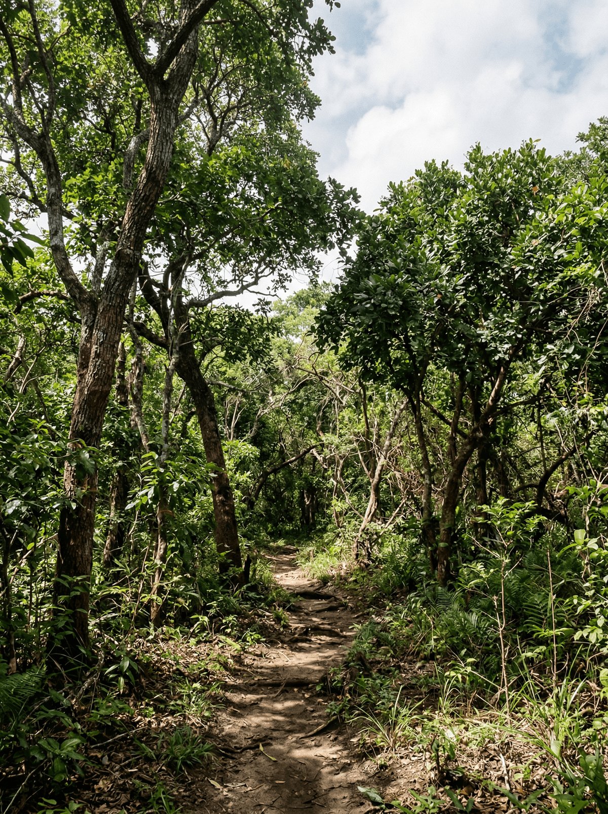 Arabuko-Sokoke Forest, Kenya