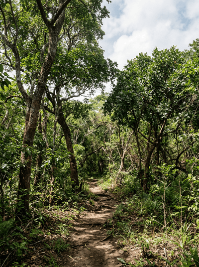Arabuko-Sokoke Forest