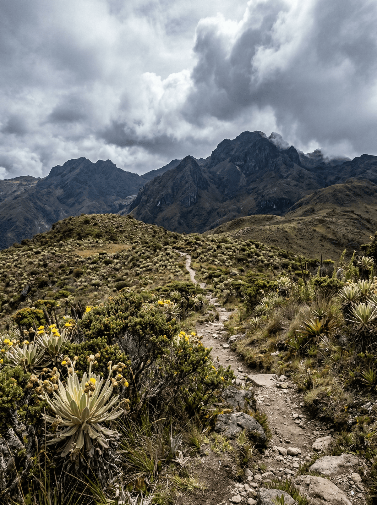 Cerro de la Muerte Páramo, Costa Rica