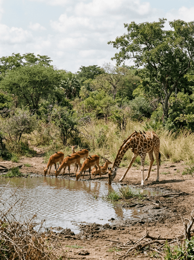Fathala Wildlife Reserve