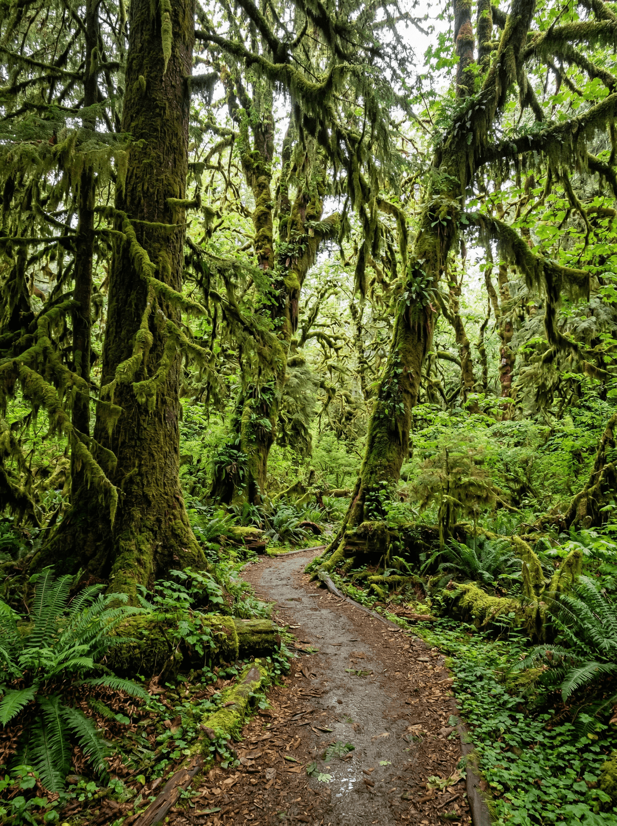 Hoh Rainforest, United States