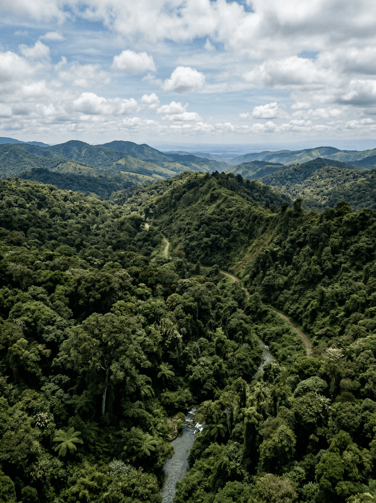 Mau Forest Complex, Kenya
