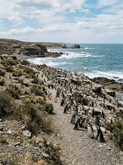Punta Tombo