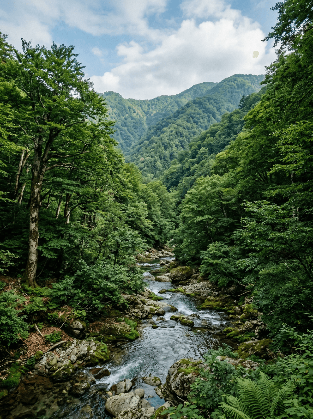 Shirakami-Sanchi, Japan