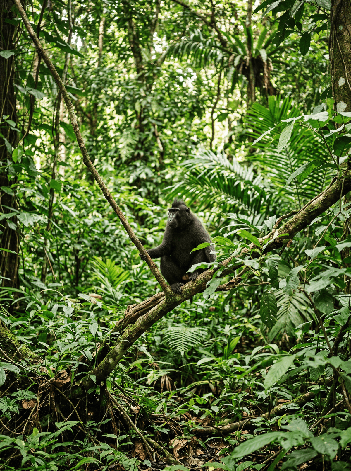 Tangkoko Nature Reserve, Indonesia