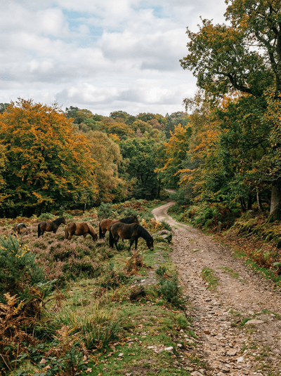 The New Forest