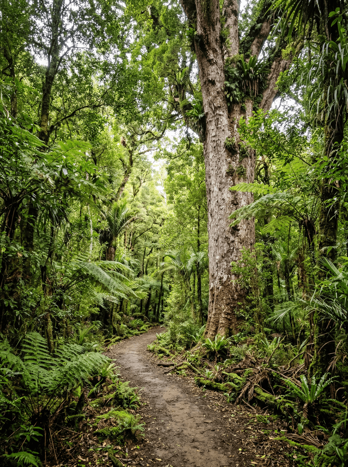 Waipoua Forest, New Zealand